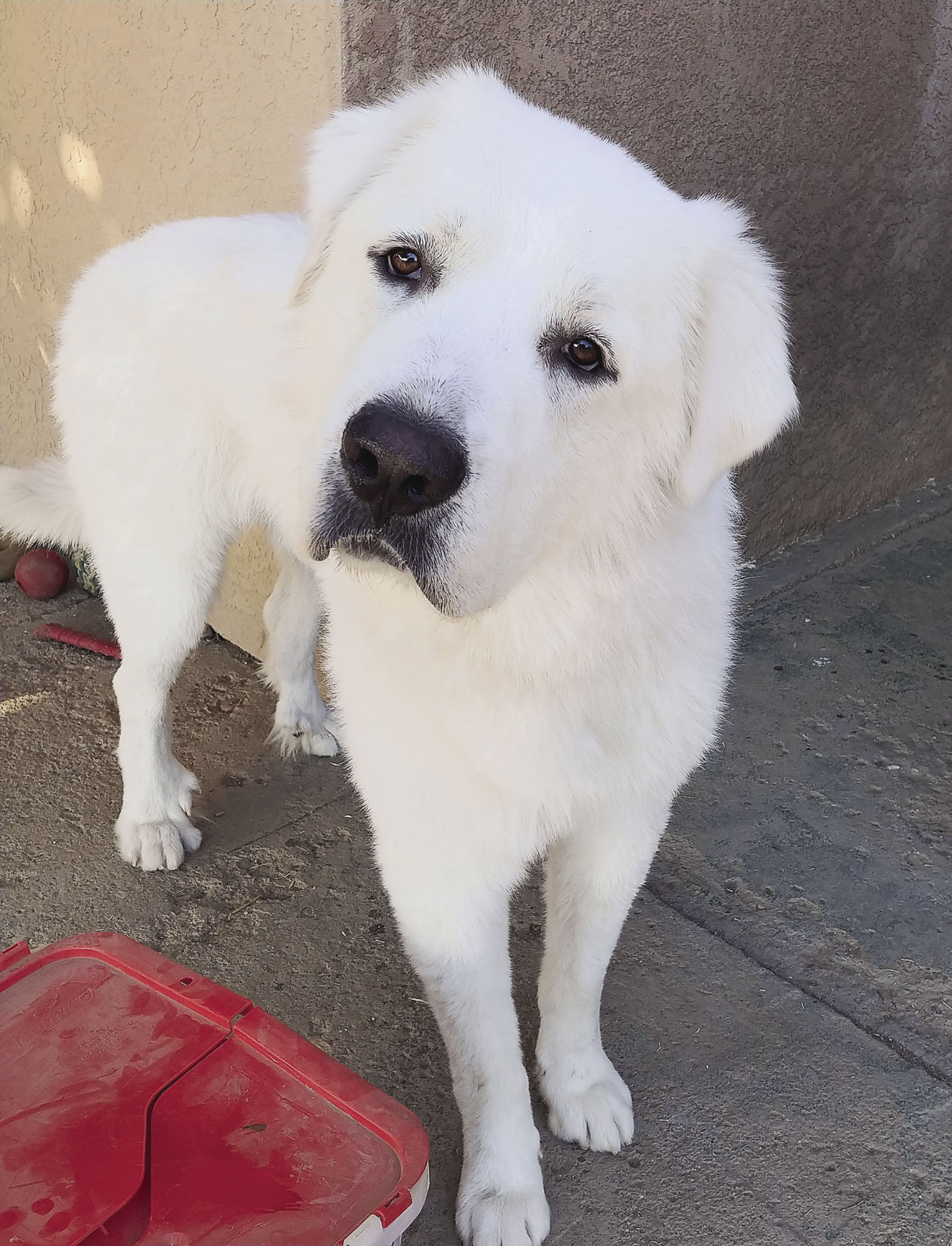 Monte at People for Pets